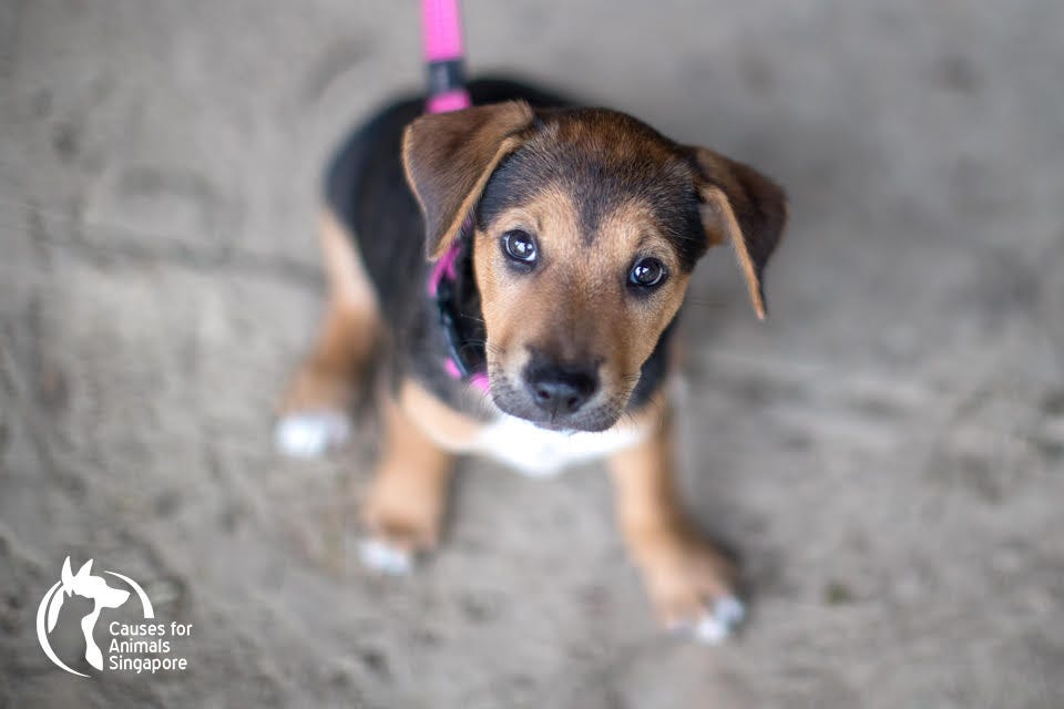 Causes for Animals Singapore