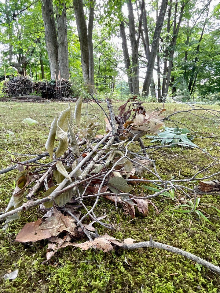 We have quite a lot of branches and sticks that fall from our old oaks and beech, and many of them have years of growth on them by lichen, moss and fungi. It is so nice to find a place to keep these on site so that those organisms can remain here in the Woodland garden.