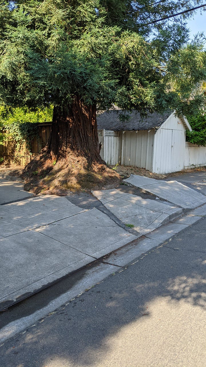 Photos of street trees lifting up sidewalk concrete around them.