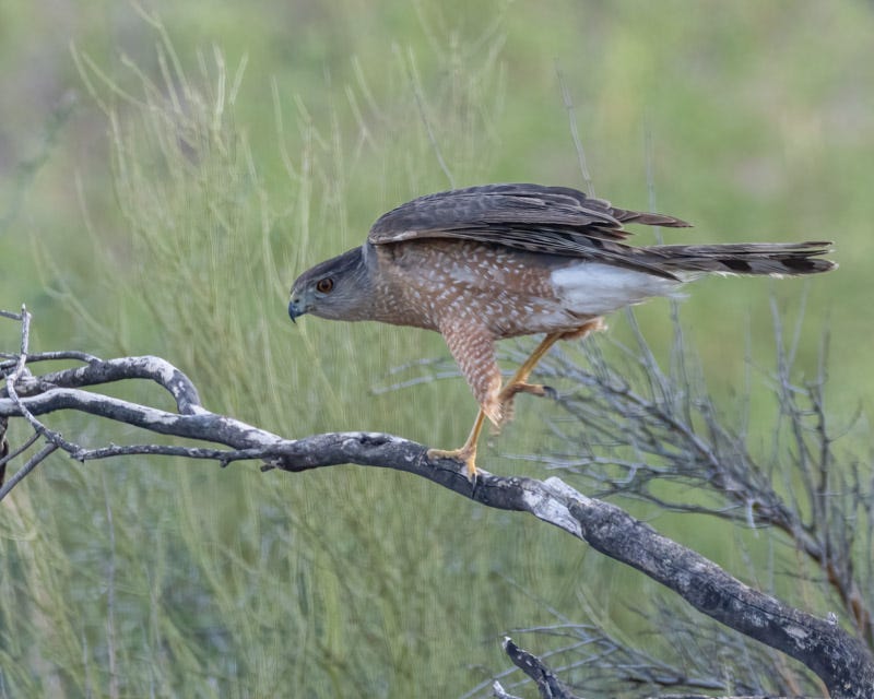 20250626-BoxCanyon-133-Edit.jpg 20250626-BoxCanyon-133-Edit.jpg