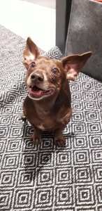 bat ears