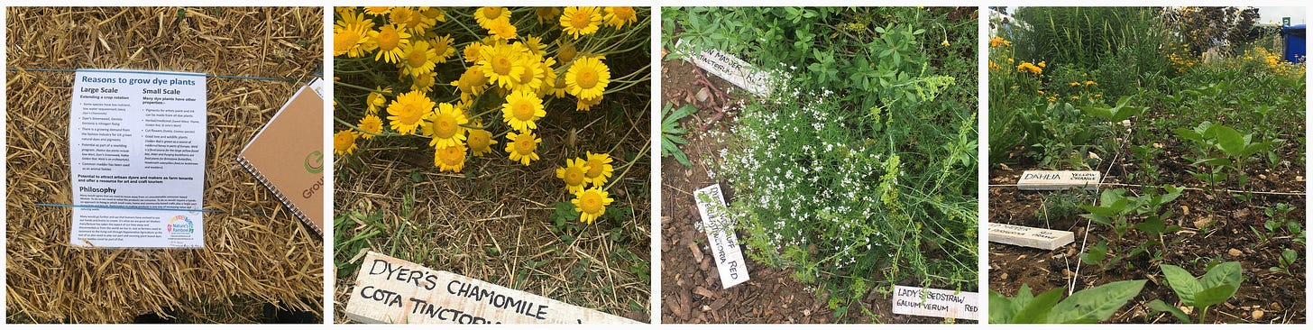 1. Sign at the Nature’s Rainbow Groundswell plot explaining reasons for growing dye plants; 2. Dyer’s camomile; 3. Common madder, dyer’s woodruff and Lady’s bedstraw; 4. The dye plot from low down showing Japanese indigo, common madder, dahlia, perennial coreopsis, bushy weld, bushy woad and bushy dyer’s camomile. 1. Sign at the Nature’s Rainbow Groundswell plot explaining reasons for growing dye plants; 2. Dyer’s camomile; 3. Common madder, dyer’s woodruff and Lady’s bedstraw; 4. The dye plot from low down showing Japanese indigo, common madder, dahlia, perennial coreopsis, bushy weld, bushy woad and bushy dyer’s camomile.
