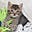 Mangochin's avatar