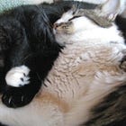 Let's Talk About The Time A Feud Between Shakespearean Actors Turned Into a Deadly Riot!