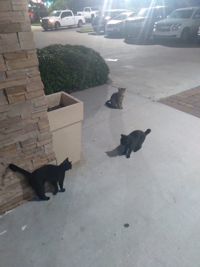 Three cats on the sidewalk in front of a hotel. A parking lot is behind them.