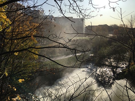 Images of vibrantly-colored autumn leaves in Oslo.