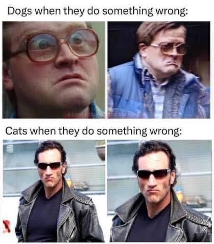 Photo by Anthony Baldini on May 09, 2026. May be a meme of glasses and text that says 'Dogs when they do something wrong: Cats when they do something wrong:'.