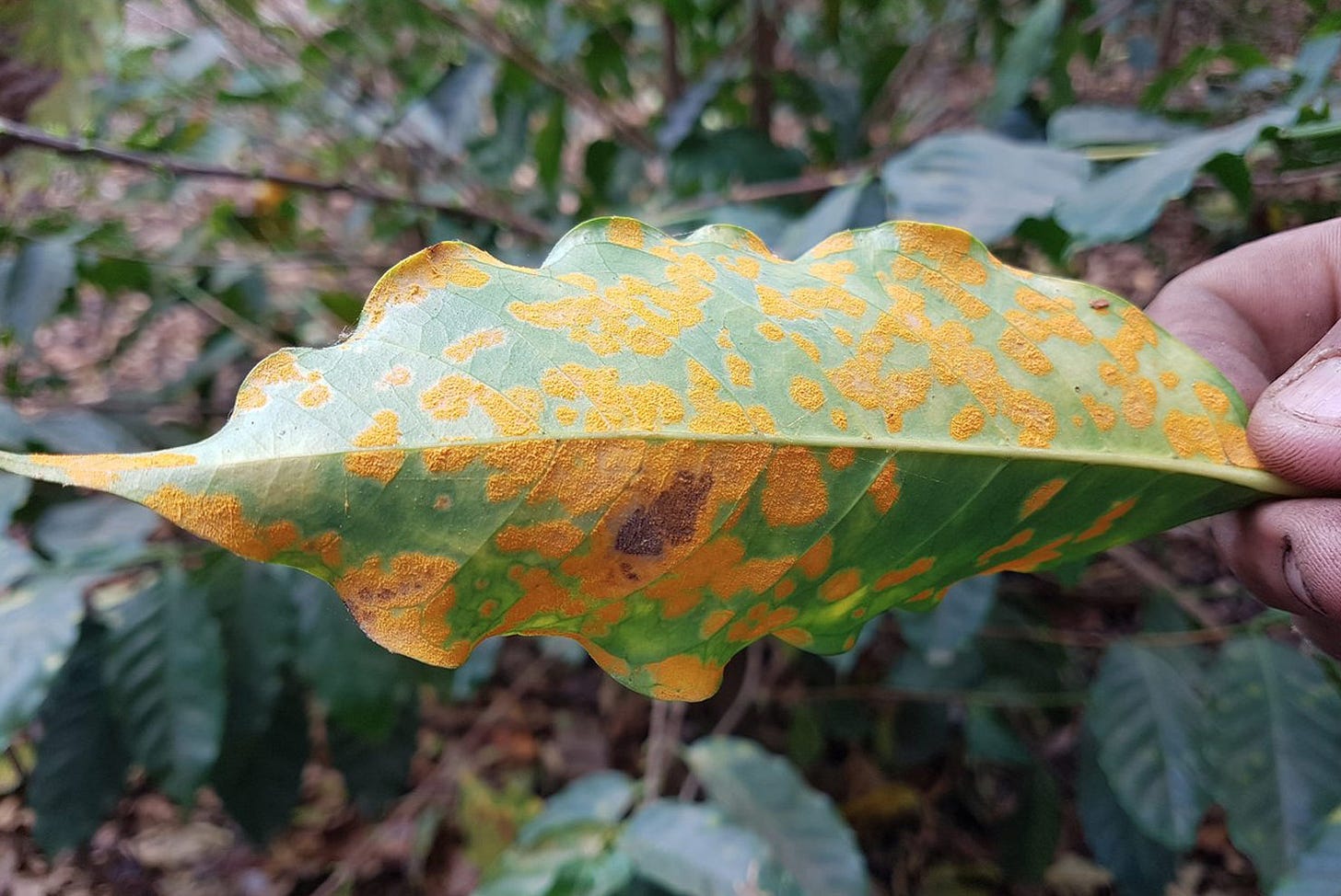coffee leaf rust