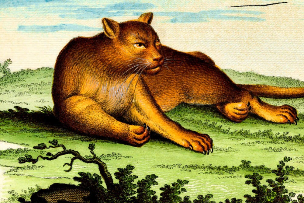 Yes, there are (sometimes) mountain lions in New York. No, they don't ...