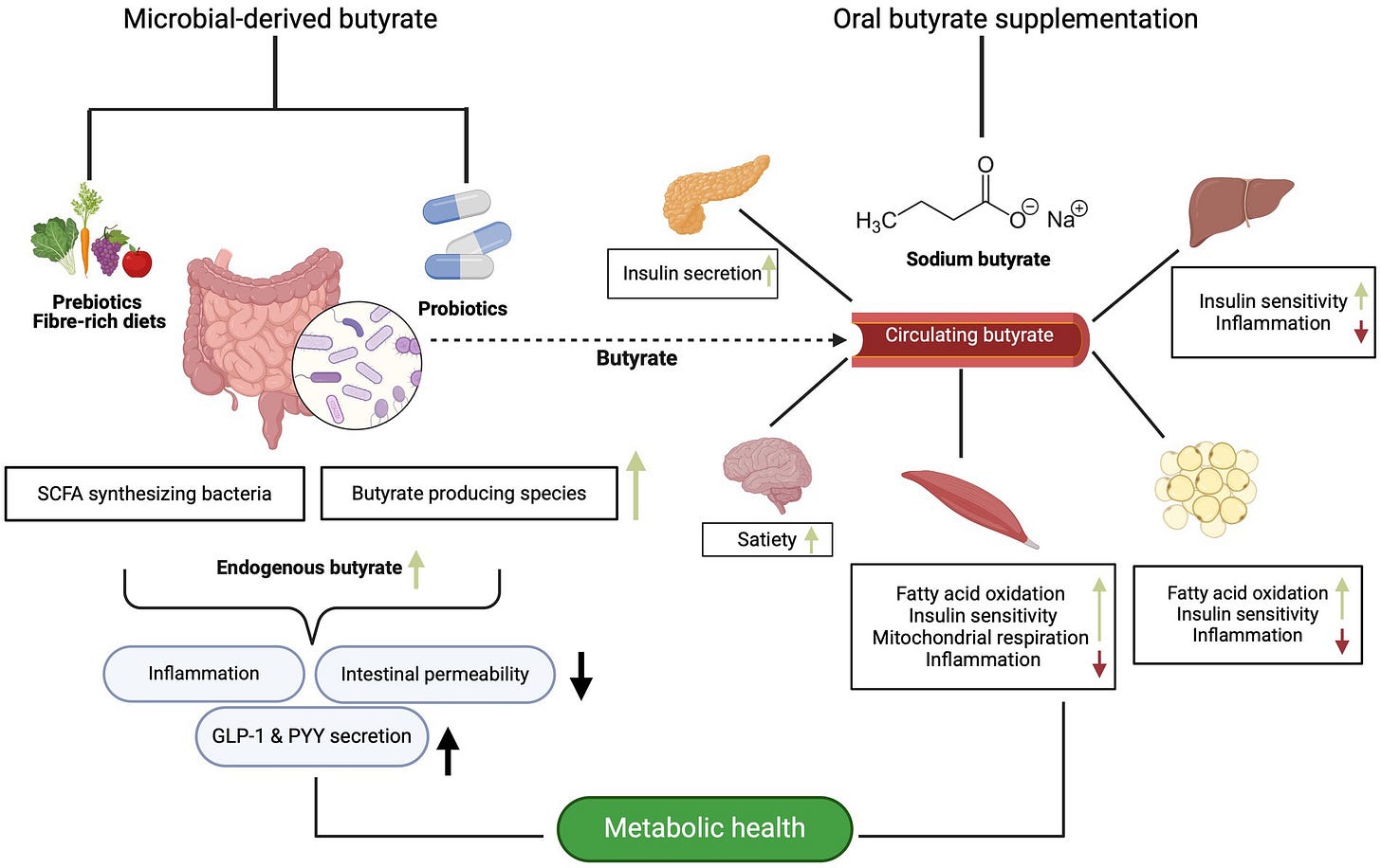 Frontiers | The impact of butyrate on glycemic control in animals and  humans: a comprehensive semi-systemic review
