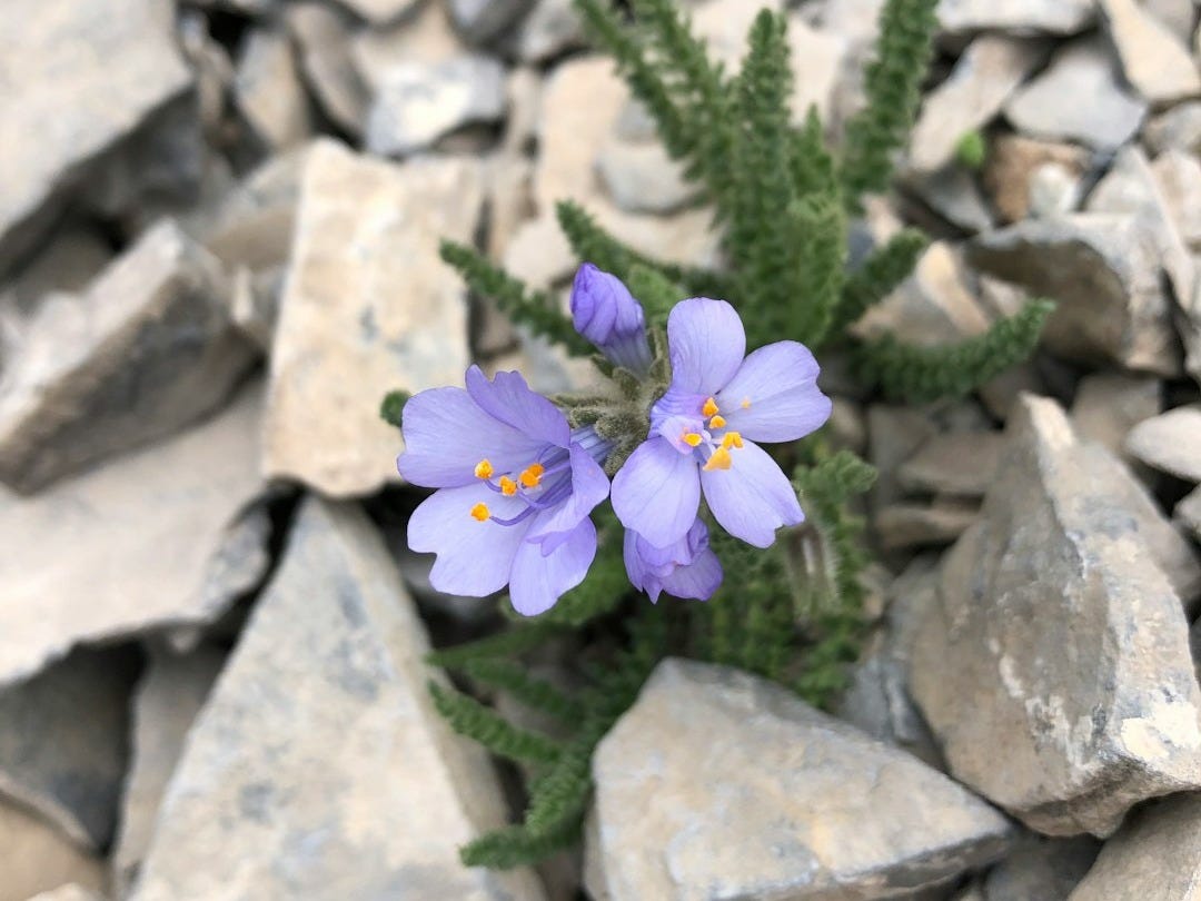 purple flowers on a rock