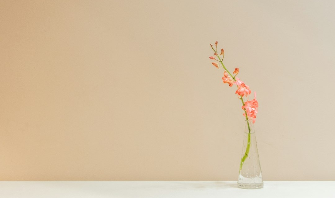 pink flowers with vase