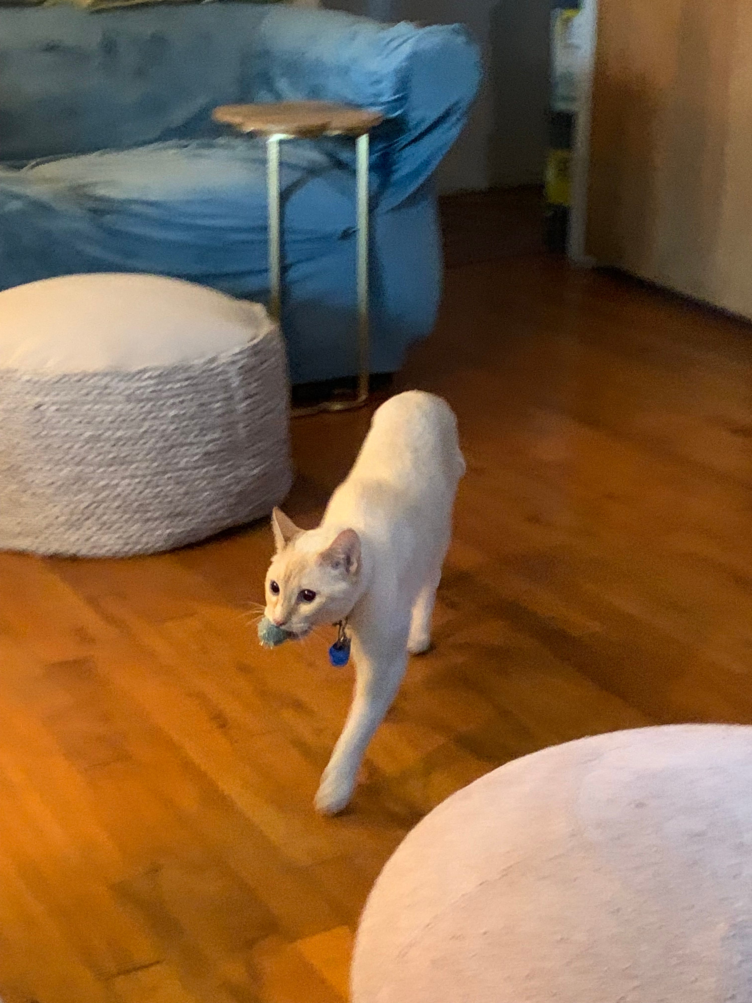 When a Cat Has Mauled a Toy Mouse It Has: Hidden Instincts Revealed