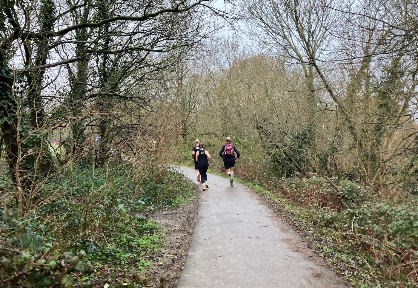 Path bordered by trees and plants
