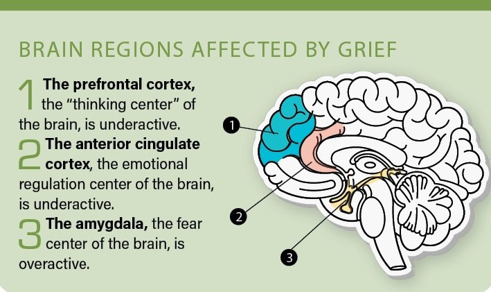 The Traumatic Loss of a Loved One Is Like Experiencing a Brain Injury |  Discover Magazine