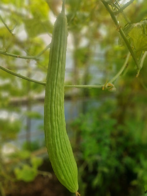 Cherokee smoky tomato, Armenian long cucumber, Society garlic