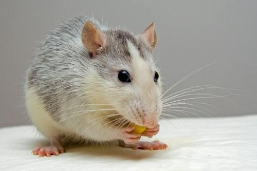 Free Black and White Mouse Stock Photo