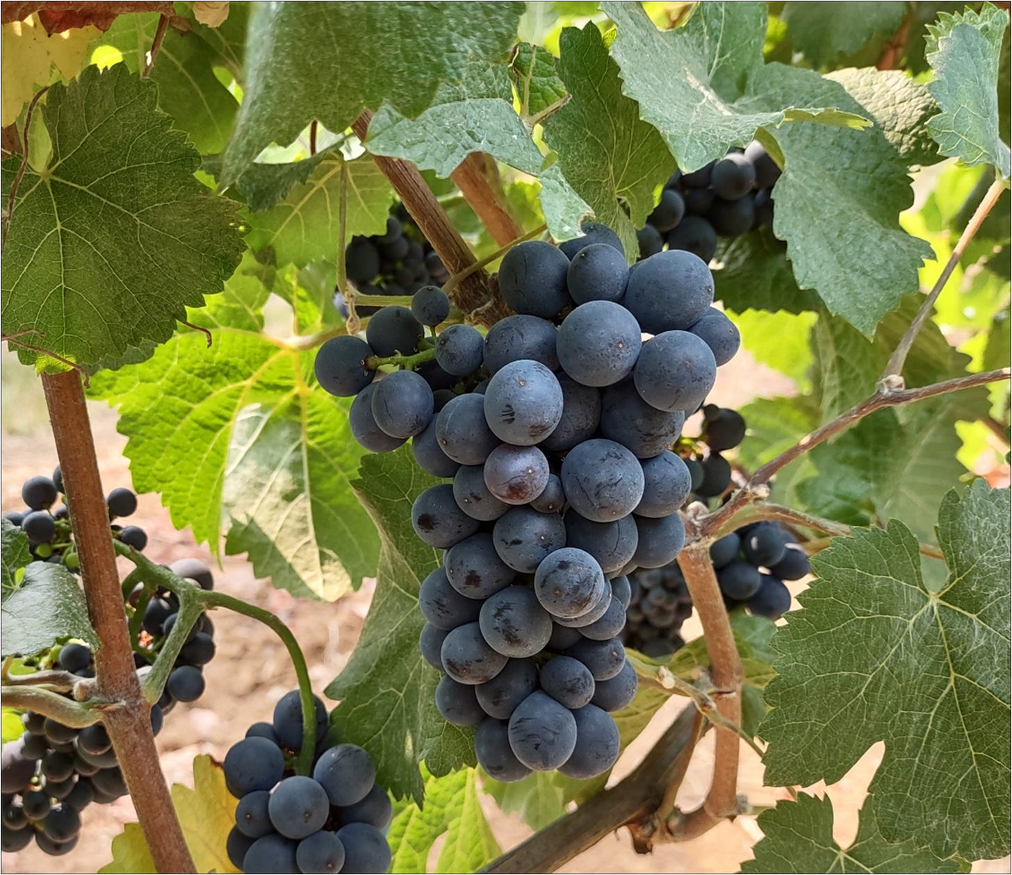 Pinot Meunier cluster, a mutation of Pinot Noir.