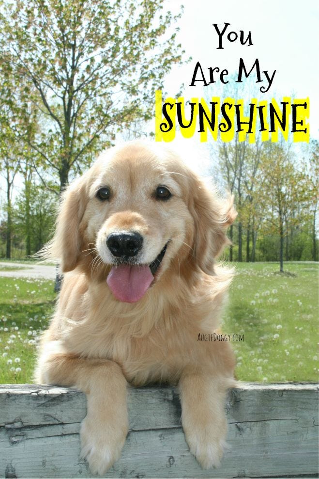 YOU Are My Sunshine #quote #goldenretriever | Dogs golden retriever, Golden  retriever, Retriever