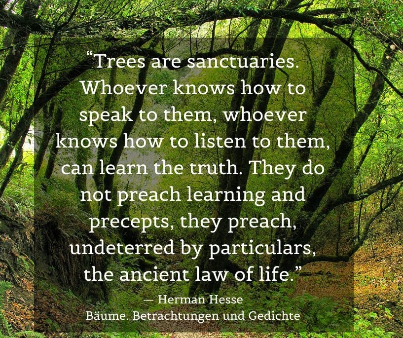 Midpen Open Space on X: "“Trees are sanctuaries. Whoever ...