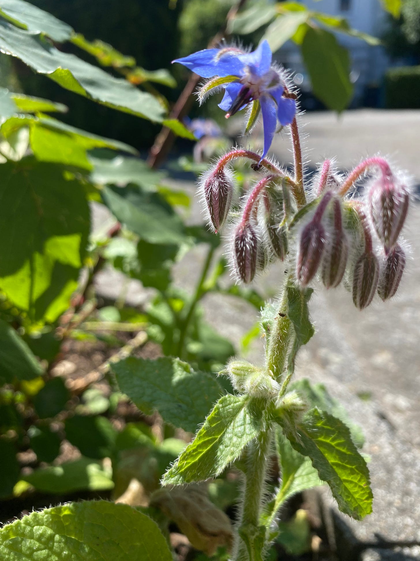 courage plants borage changemakers