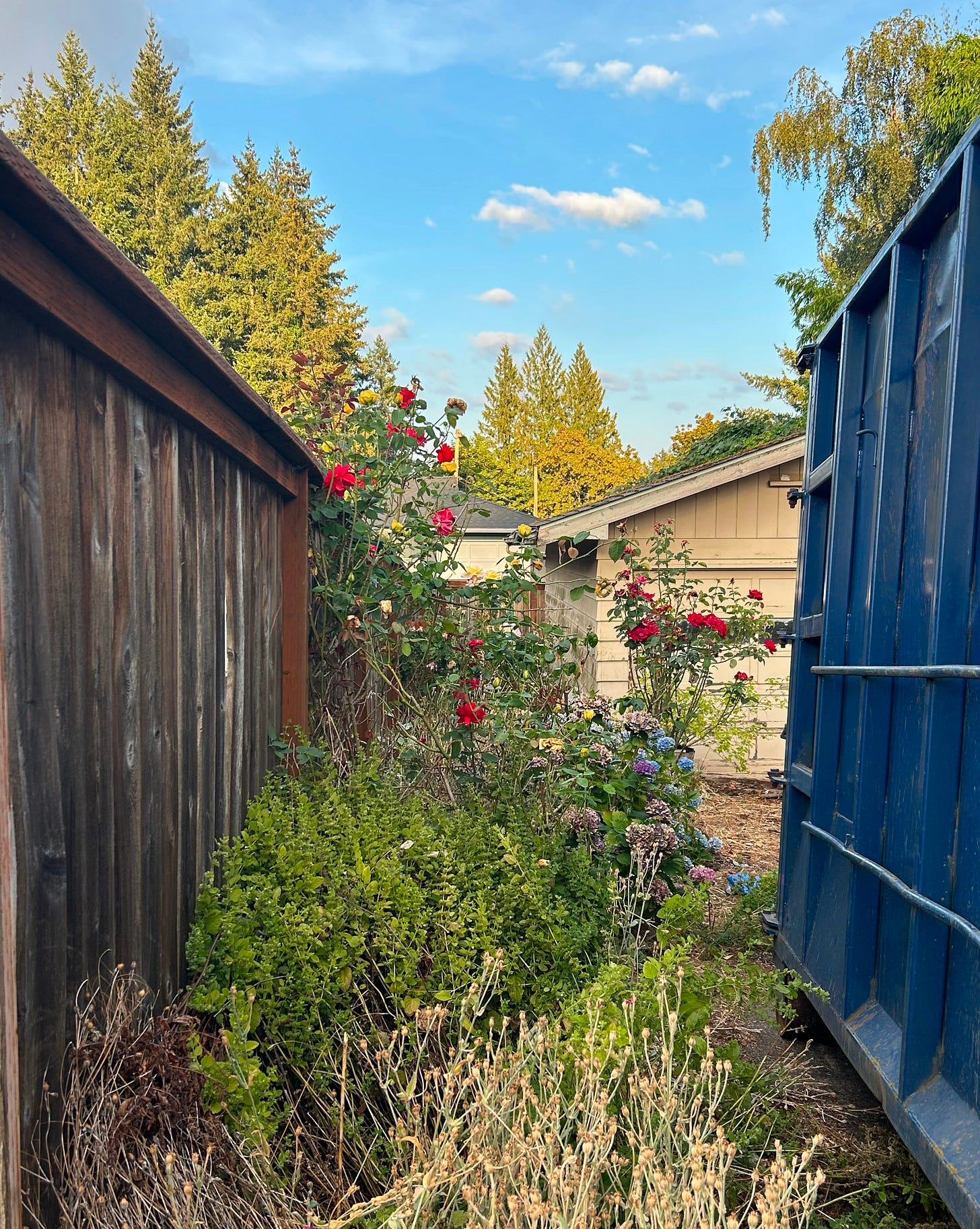 Red roses and blue hydrangeas sprout between a fence and a dumpster under a bright blue sky