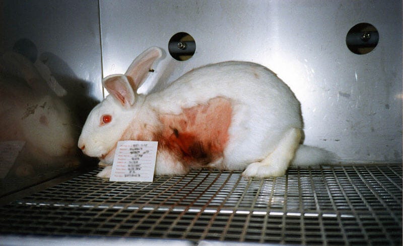 What Is Animal Testing? Facts and Humane Alternatives | PETA What Is Animal Testing? Facts and Humane Alternatives | PETA