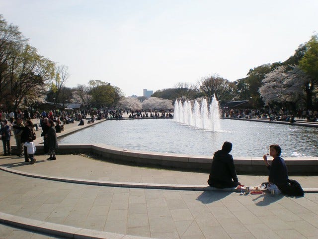 Sakura Cherry Blossom at Ueno Park Sakura Cherry Blossom at Ueno Park