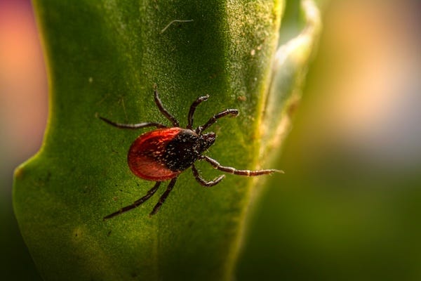 Tick Information Resources
