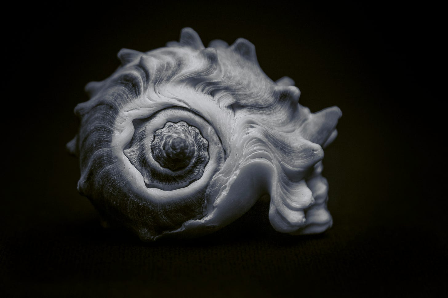 A spiral shell with sporadic nodules across the surface.