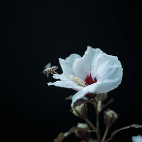 A Touch of Feminine (#challenge1)