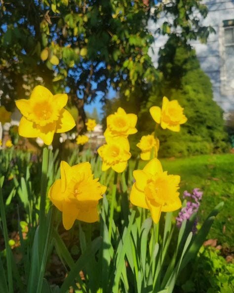 This may contain: some yellow flowers are growing in the grass