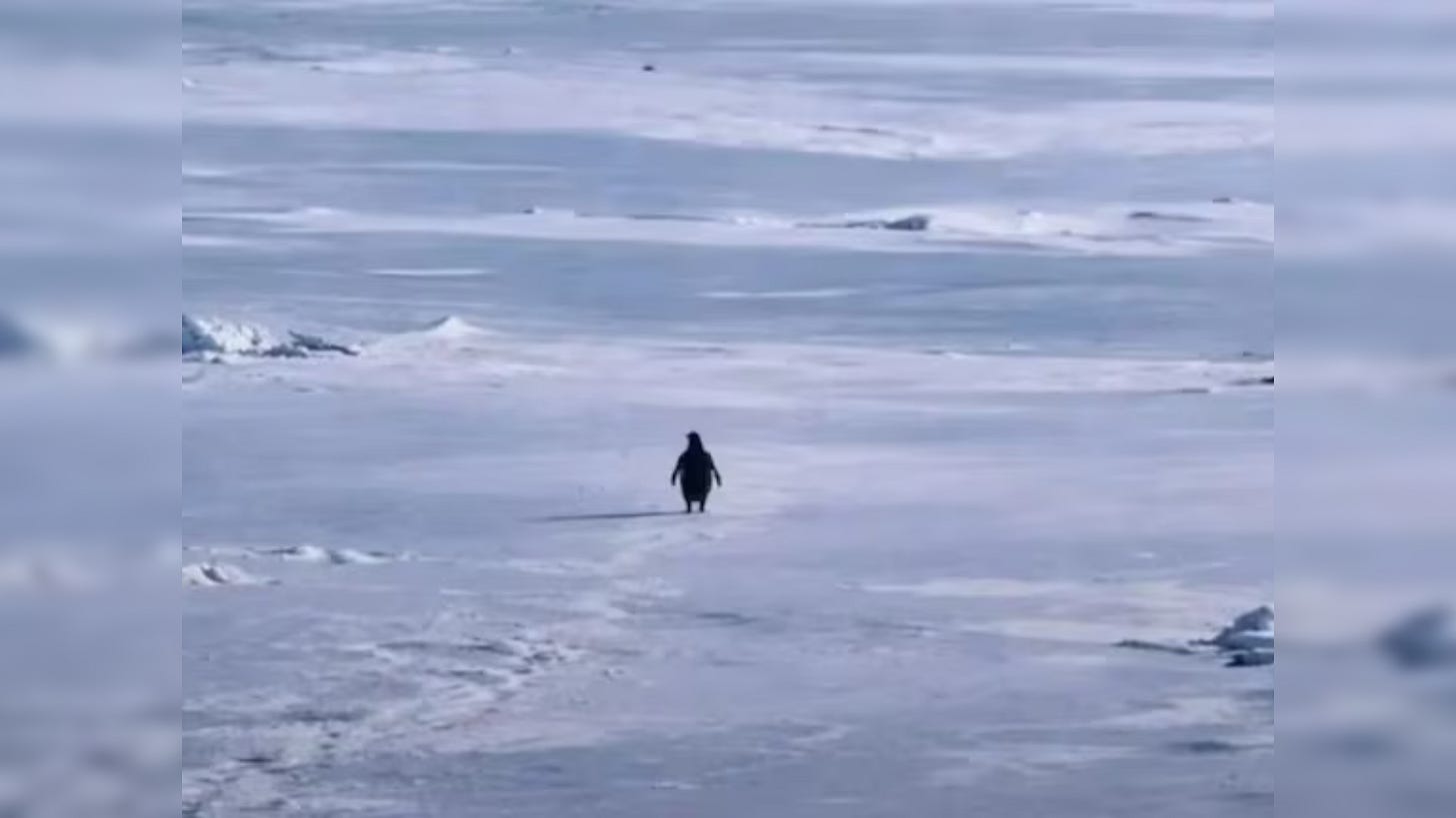 Why is a penguin's 'death march' going viral? Meaning behind 2026's 'Nihilist Penguin' meme that has the internet overthinking life - The Economic Times Why is a penguin's 'death march' going viral? Meaning behind 2026's 'Nihilist Penguin' meme that has the internet overthinking life - The Economic Times