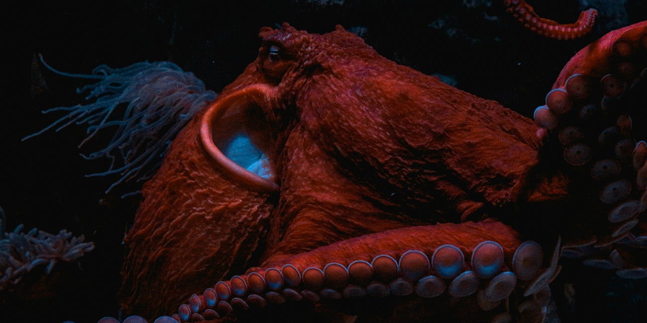 octopus womb