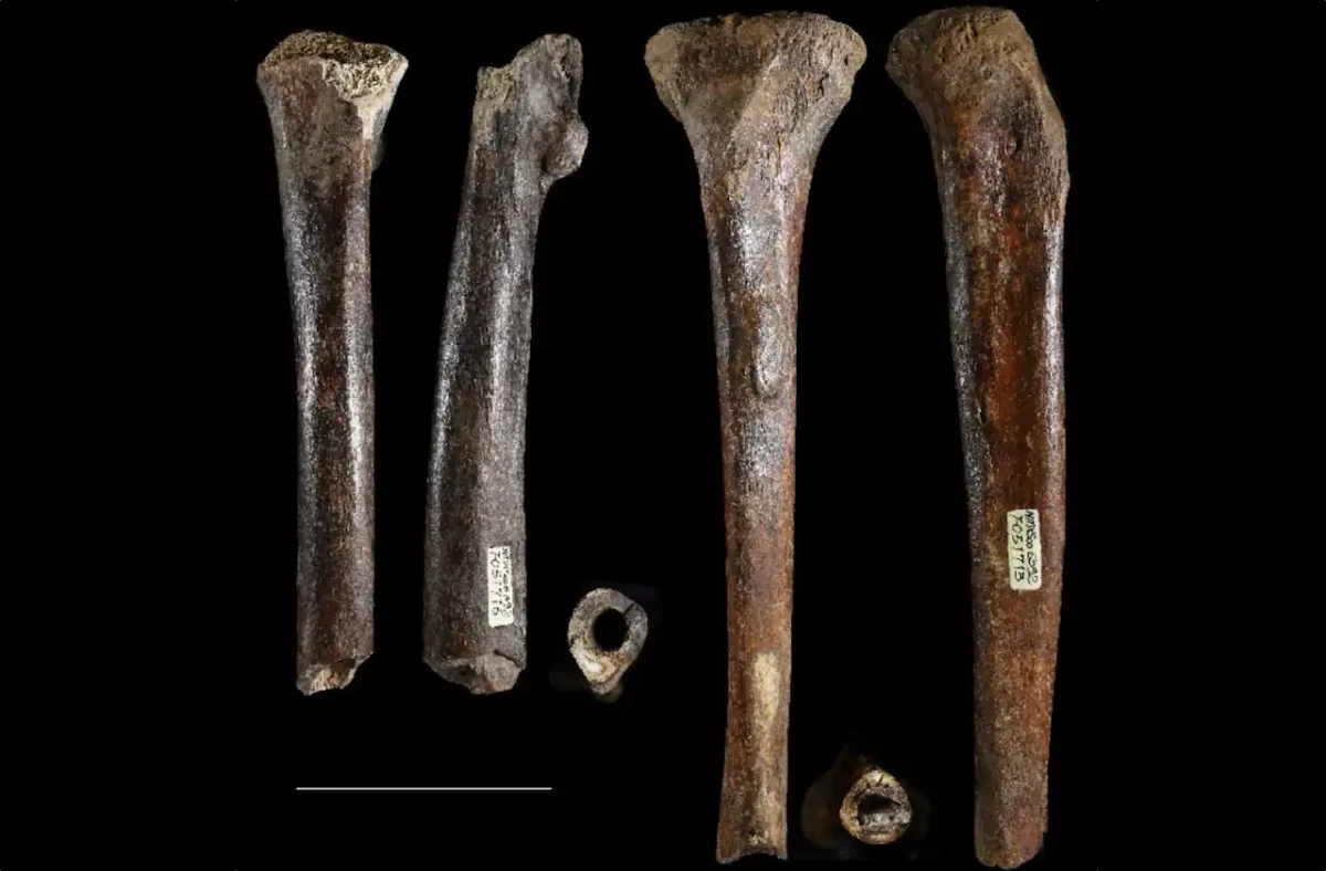 Penghu 2 and Penghu 3 hominin leg bones Penghu 2 and Penghu 3 hominin leg bones