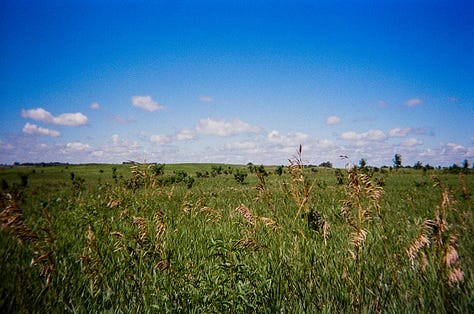 Lavender flowers in a grassy prairie field. | A small waterfall in the middle of a grassy wooded area. | Wheat and other grasses blowing in the prairie.