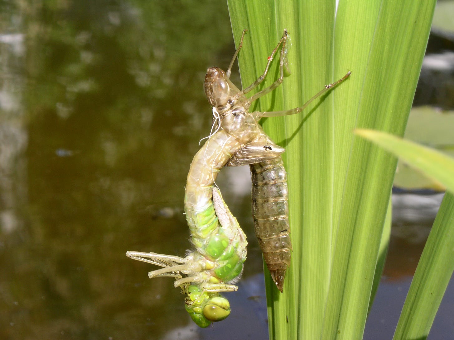 The emperor dragonfly in the process of emerging (Photo credit: James Worsley)