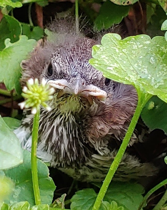 Close-up of a small brown and white fledging bird nestled in leaves with one white clover bloom