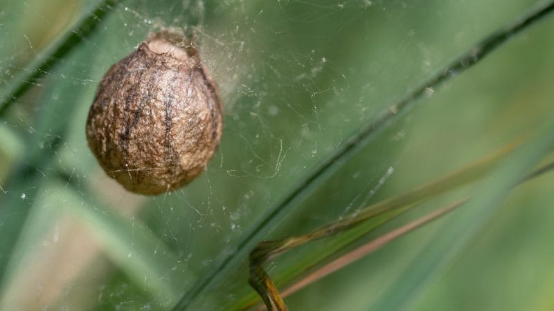 Cocooning by Way of the Tdap Vaccine