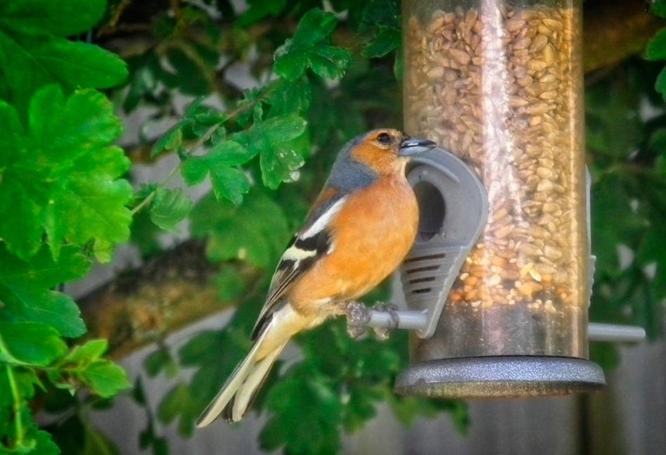 a bird that is sitting on a bird feeder