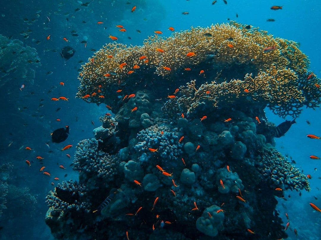 a large group of fish swimming over a coral reef - Les Bonnes Nouvelles du Samedi 20 Septembre 2025 a large group of fish swimming over a coral reef - Les Bonnes Nouvelles du Samedi 20 Septembre 2025