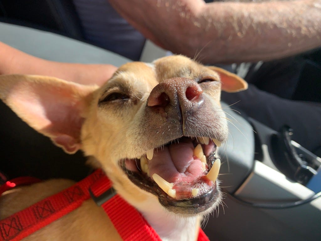 Roo smiling during a car ride.