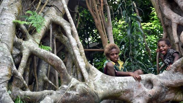 Children play among the roots of a giant strangler fig in Vanuatu