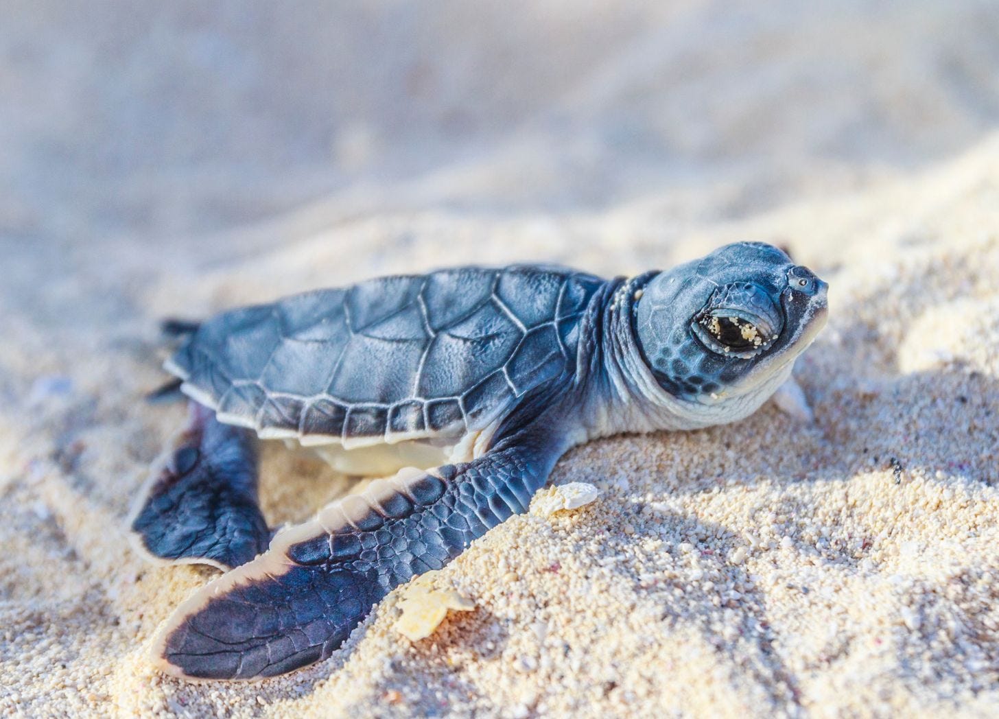A green sea turtle hatchling on pale sand, flippers spread, a few grains of sand stuck near its eye. A green sea turtle hatchling on pale sand, flippers spread, a few grains of sand stuck near its eye.