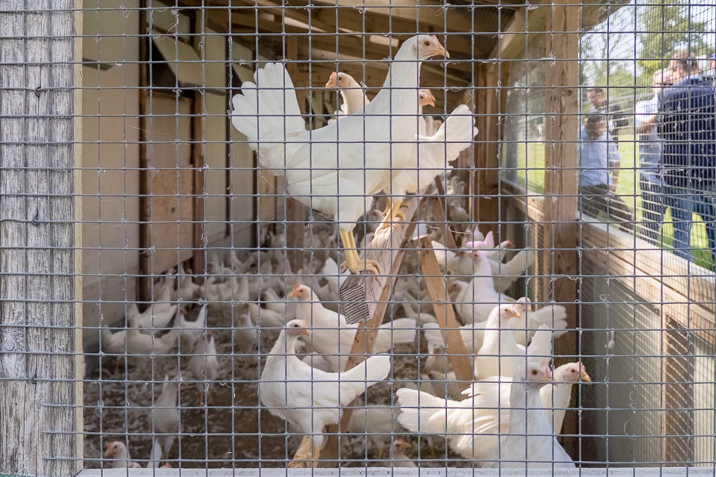 Junghennen mit 15 Wochen im Stall.