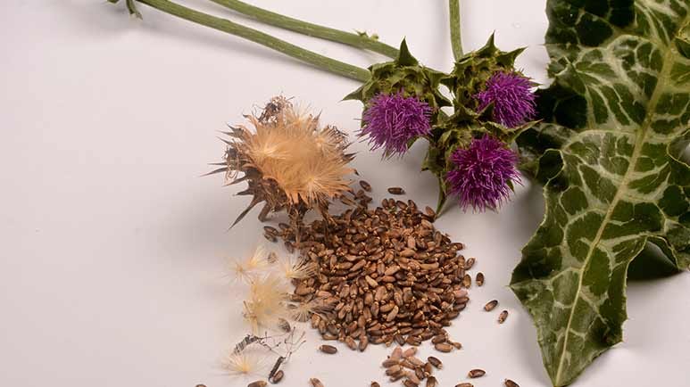 health benefits of milk thistle