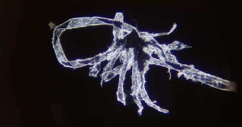 What the HELL Did They Put Inside Us?