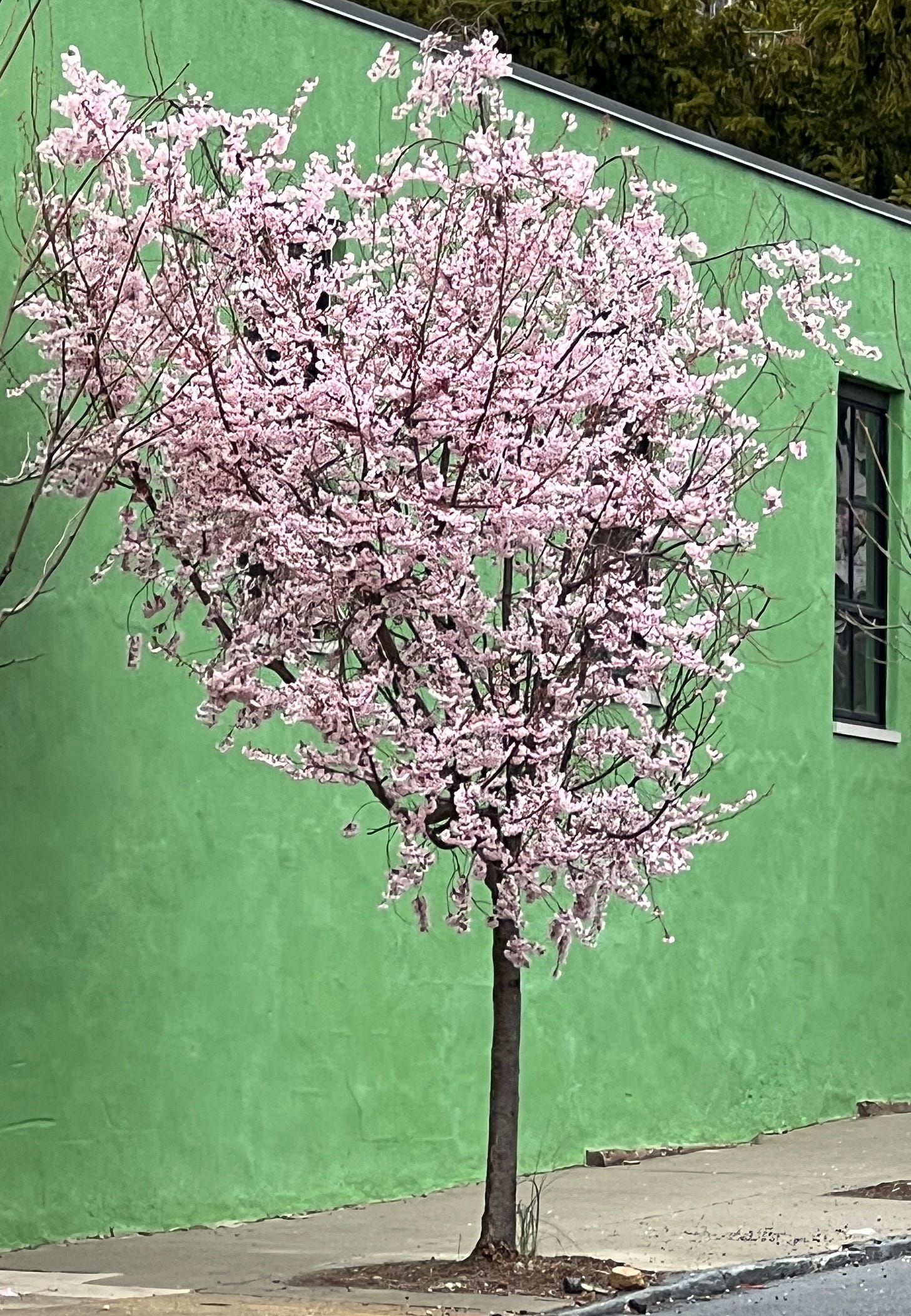 a flowering tree with delicate pink blossoms against a bright green stucco wall.