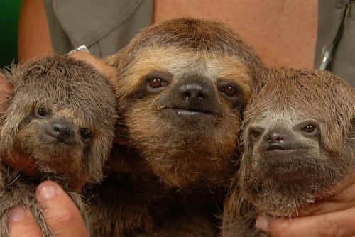 Family of Sloths - Sloths.com.au