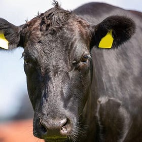 BEEF HEIST: South Dakota cattleman accuses Missouri man of stealing wagyu cattle in fraud case